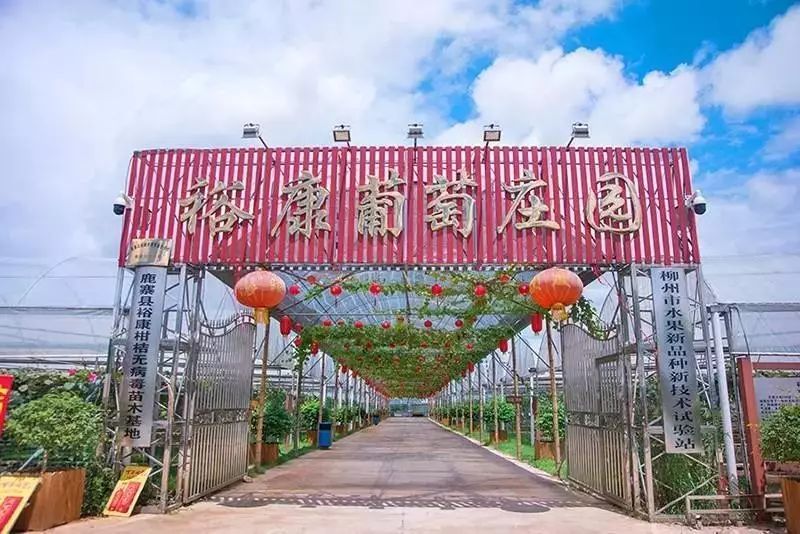 鹿寨县裕康水果专业合作社(裕康葡萄庄园)是鹿寨县"呦呦鹿鸣"现代精品